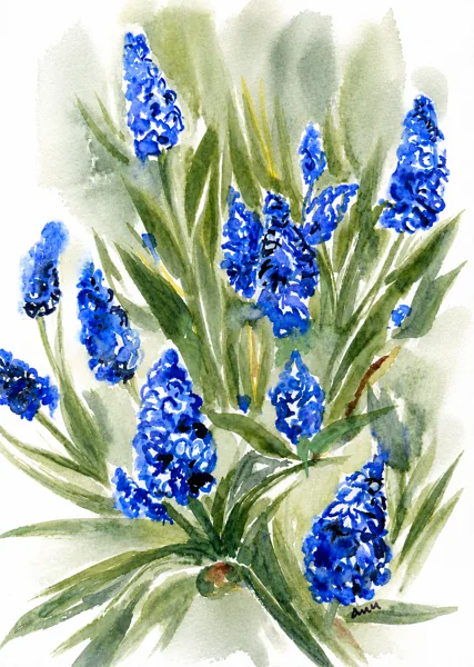 Blue hyacinth flowers rising through loose green washes